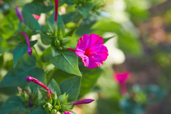 Mirabilis Jalapa Das Wunder Von Peru Oder Vier Oktaven Blume — Stockfoto