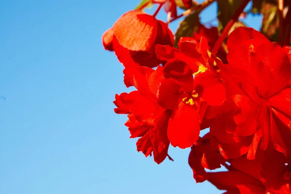 Numerous Bright Flowers Tuberous Begonias Begonia Tuberhybrida Garden — Stock Photo, Image