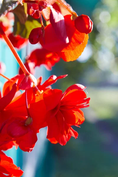 Numerous Bright Flowers Tuberous Begonias Begonia Tuberhybrida Garden — Stock Photo, Image
