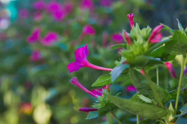 Mirabilis Jalapa Чудо Перу Четыре Цветка Oclock Красота Ночи Является — стоковое фото