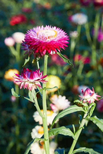 Helichrysum Straw Flower Blooming Outdoors Helichrysum Bracteatum — Stock Photo, Image