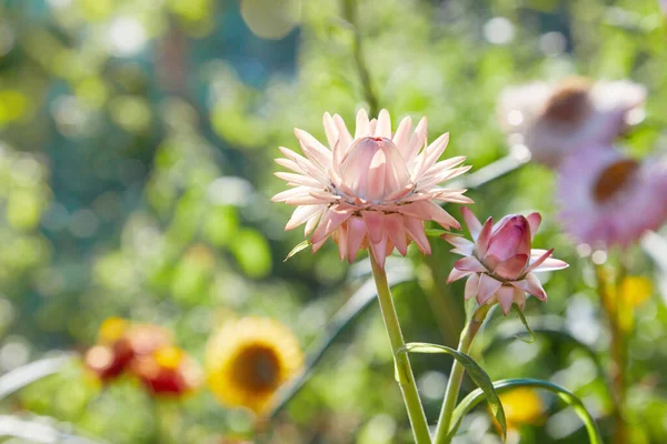 Helichrysum Соломенный Цветок Цветет Открытом Воздухе Helichrysum Bracteatum — стоковое фото