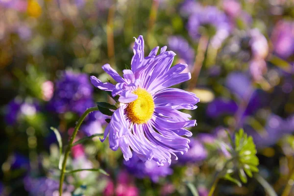 Chrysanthemum Flowers Background Close Pink Purple Chrysanthemums Autumn Chrysanthemum Wallpaper — Stock Photo, Image