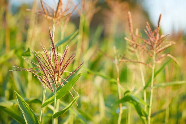 Maize Crops Growing Field Corn Blossom Close View — Stock Photo, Image