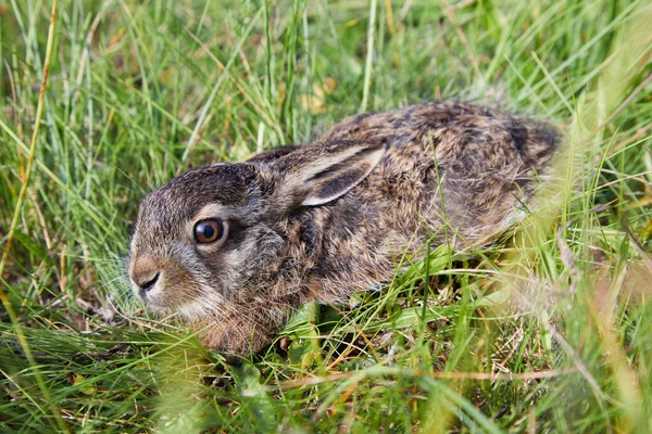 Divoký Zajíc Sedí Trávě Ohromující Detail Hnědého Zajíce Lepus Europaeus — Stock fotografie