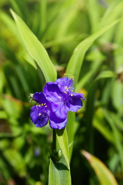 Virginia Spiderwort Tradescantia Virginiana Perto Jardim Tradescantia Ohiensis Vulgarmente Conhecido — Fotografia de Stock