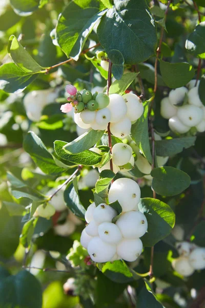 Symphoricarpos. Süslü beyaz böğürtlenlerle çalılık. 