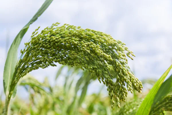 Close Little Millet Stalk Grains Millet Used Food Fodder Producing — Stock Photo, Image
