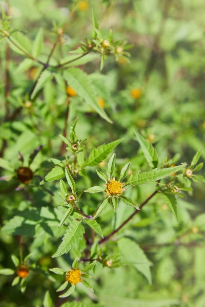 Three Lobe Beggarticks Bidens Tripartita Growing Forest Medicinal Plant — Stock Photo, Image