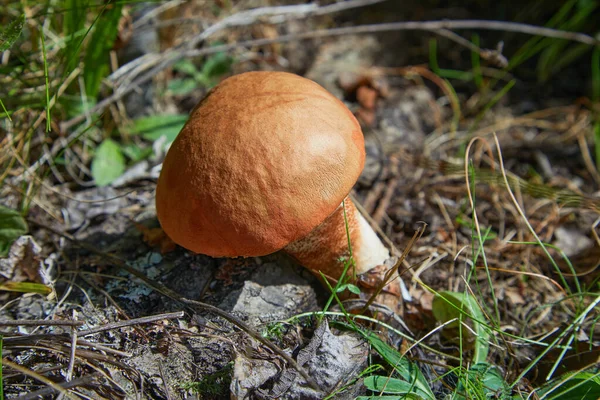 Leccinum Aurantiacum Edible Mushroom Fungus Natural Environment English Red Capped — Stock Photo, Image