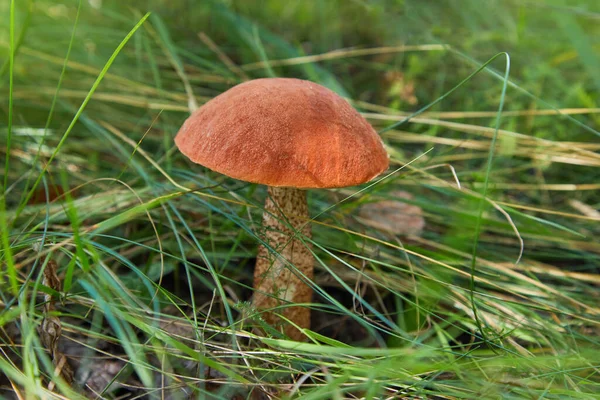 Leccinum Aurantiacum Edible Mushroom Fungus Natural Environment English Red Capped — Stock Photo, Image