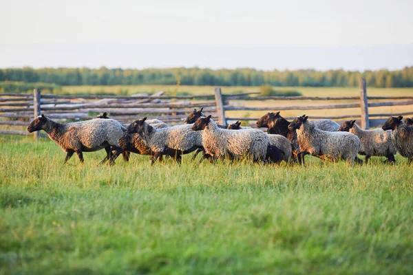 Stádo Ovcí Zelené Trávě Pastvinách Stádo Ovcí Zelené Louce Farming — Stock fotografie