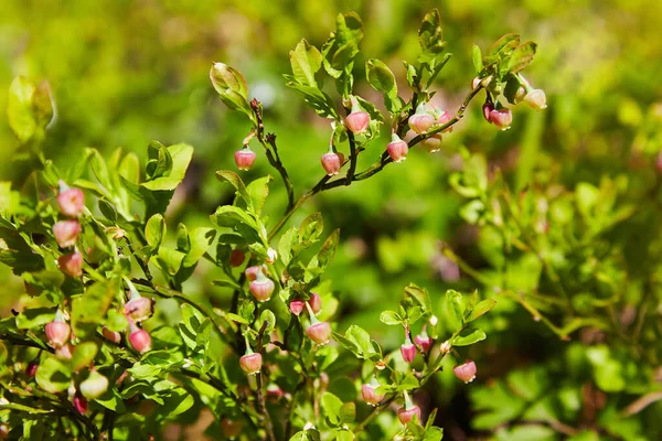 Arbusto Mirtilo Europeu Vaccinium Uliginosum Flor Floresta Maio Arbustos Com — Fotografia de Stock