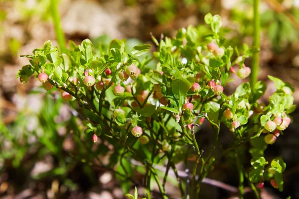 Arbusto Mirtilo Europeu Vaccinium Uliginosum Flor Floresta Maio Arbustos Com — Fotografia de Stock