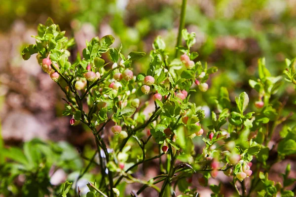 Een Struik Van Europese Bosbes Vaccinium Uliginosum Bloei Het Bos — Stockfoto