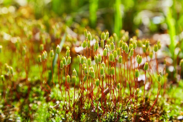 Polytrichum Juniperinum Vulgarmente Conhecido Como Cabeça Cabelo Zimbro Musgo Zimbro — Fotografia de Stock