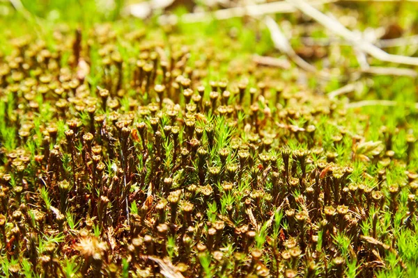 Polytrichum Juniperinum 俗称杜鹃 Juniper Haircap 或杜鹃 Juniper Polytrichum Moss 头冠苔藓的毛囊 — 图库照片