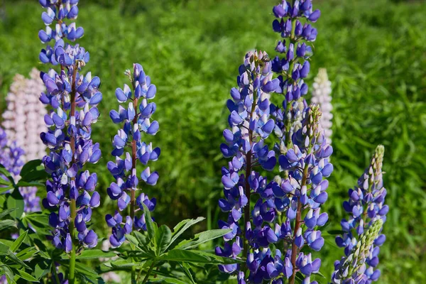 Blue Lupine Lupinus Lupin Flower Blooming Meadow Lupins Full Bloom Royalty Free Stock Photos