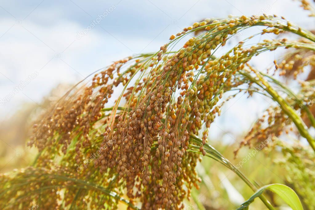 Close up of Little Millet stalk with grains. Millet is used as food, fodder and for producing alcoholic beverages. 