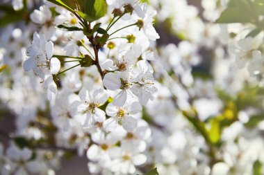 Bir bahar günü çiçek açan meyve ağaçları.