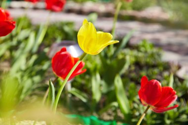 Güneş ışığıyla aydınlatılan renkli laleler grubu. Yumuşak seçici odaklanma, laleler yaklaşıyor, tonlama. Parlak renkli lale fotoğrafı arkaplanı