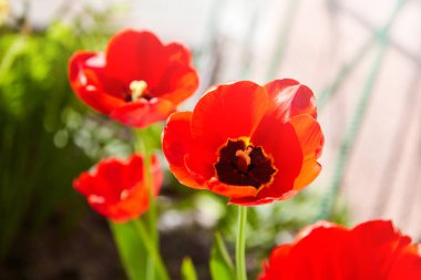 Güneş ışığıyla aydınlatılan renkli laleler grubu. Yumuşak seçici odaklanma, laleler yaklaşıyor, tonlama. Parlak renkli lale fotoğrafı arkaplanı