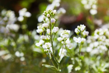 Arabis caucasica çiçek Bahçe bahar