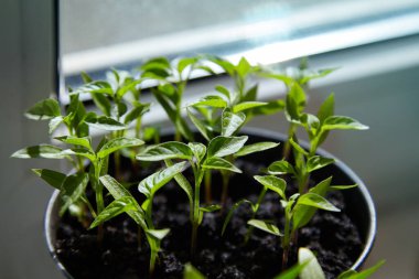 Biber tohumları. Pencere kenarındaki kutularda tohum yapraklarıyla yetişen yeşil biberli genç bitkiler. Saksıda Biber Tohumları Yeşil Paprika Yaprakları.