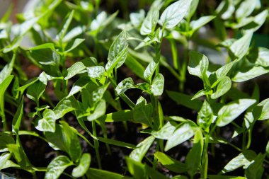 Biber tohumları. Pencere kenarındaki kutularda tohum yapraklarıyla yetişen yeşil biberli genç bitkiler. Saksıda Biber Tohumları Yeşil Paprika Yaprakları.