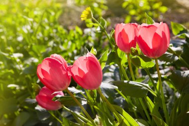 Güneş ışığıyla aydınlatılan renkli laleler grubu. Yumuşak seçici odaklanma, laleler yaklaşıyor, tonlama. Parlak renkli lale fotoğrafı arkaplanı