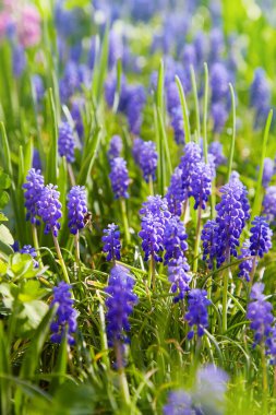 Muscari. Mavi bahar çiçeği, üzümlü sümbül, Muscari racemosum. Seçici odak. 