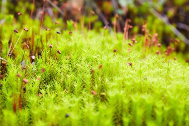 Yeşil yosun (Polytrichum komünü) ormanda yetişir. Seçici odak