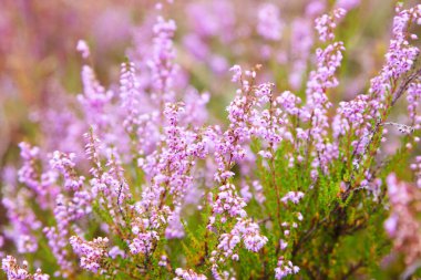 Bir demet mor İskoç keneviri (Calluna vulgaris, Erica, ling) çalısı da bozkırda Ling bitkisi olarak adlandırılır. Heather çiçekleri Pembe Calluna bayağıları, yumuşak yeşil tarla, seçici odak fotoğrafı. 