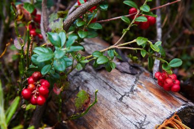 Yabanmersini. Aşı vitis-idaea 'nın yere yakın çekimi. Yaban mersini. Yabani böğürtlen