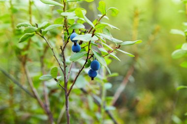 Kuzey Bilberry bataklığı. Yeşil bir arka planda yabanmersini çalıları. Aşı Uliginosum