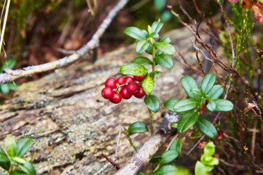 Yabanmersini. Aşı vitis-idaea 'nın yere yakın çekimi. Yaban mersini. Yabani böğürtlen