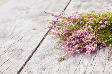 Mor İskoç çalısı (Calluna vulgaris, Erica, ling, ayrıca bozkırdaki Ling bitkisi olarak da bilinir) gri, eski ahşap bir arka planda.