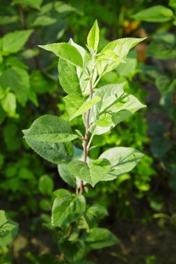 Yeşil yapraklarla sırılsıklam olmuş genç elma bitkisi