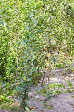 Yeşil yapraklarla sırılsıklam olmuş genç elma bitkisi