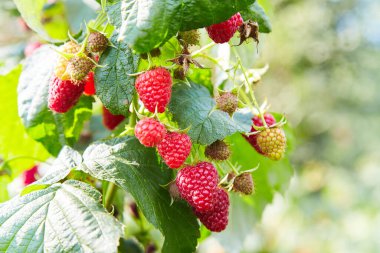 Ahududu. Organik böğürtlen yetiştiriyorum. Meyve bahçesinde olgun ahududu. Ahududu çalısı. Bahçede olgun ahududu dalları