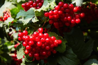 Bahçedeki kırmızı viburnum dalı. Viburnum viburnum opulus böğürtlen ve sonbaharda dışarı çıkar. Bir dal üzerinde kırmızı viburum meyveleri