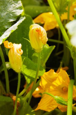 Büyük sarı kabak çiçeği açan makro yakın plan. Bilimsel adı Cucurbita.