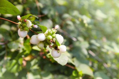 Symphoricarpos. Süslü beyaz böğürtlenlerle çalkala. Sonbaharda açan çalılar. Sıradan karmersini meyveleri, Symphoricarpos albusu, kar çilekleri, bahçede beyaz meyveli dal. Melliferous