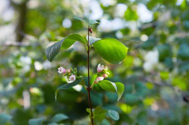 Symphoricarpos. Süslü beyaz böğürtlenlerle çalkala. Sonbaharda açan çalılar. Sıradan karmersini meyveleri, Symphoricarpos albusu, kar çilekleri, bahçede beyaz meyveli dal. Melliferous