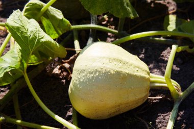 Bahçede yeşil yaprakların ve kirpiklerin arasında sarı balkabağı yetişir. 