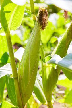 Zea mays linn, tarlada tatlı mısır. Mısır ipeği, yani dişi çiçekler.