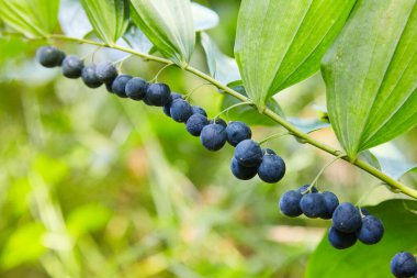 Süleyman 'ın Mührü, Polygonatum Koku, ünlü tıbbi bitki 