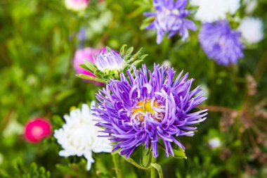 Avrupa papatya çayı Michaelmas (Aster amellus). Aster. Parlak mavi çiçek makinası yakın plan. Doğa. Çiçekli Callistephus chinensis buketi. Çiçek bahçesinde yemyeşil, mavi, paskalya çiçekleri yetişir.