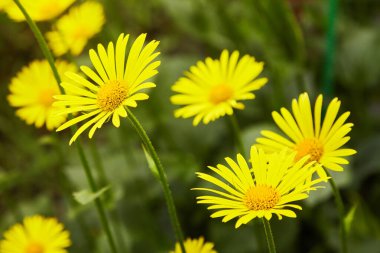 Doronicum orientale (Leopar 's Bane). İlkbahar bahçesinde daimi çiçek açan mevsim. Doğanın güzelliği.