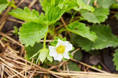 A spring blooming strawberry grows on the bed. 
